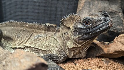 The lizards are kept in a glass tank.
