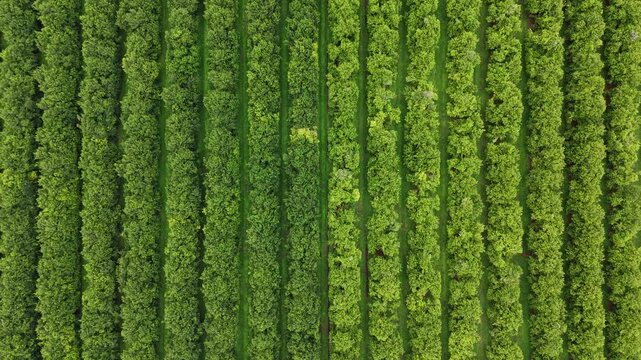 Aerial view of Symmetrical Rows of Lush Green Trees in a Macadamia Nut Plantation Orchard  