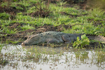Crocodile in Yala National Park, Sri Lanka