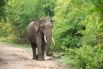 A gigantic Elephant in Yala National Park, Sri Lanka