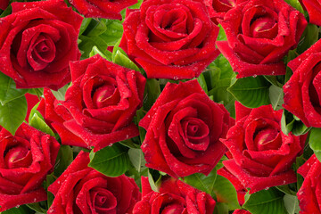 A large number of red roses that mean of love placed together.