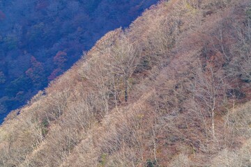 展望台から見下ろす光を浴びて輝く冬枯れの落葉樹の情景