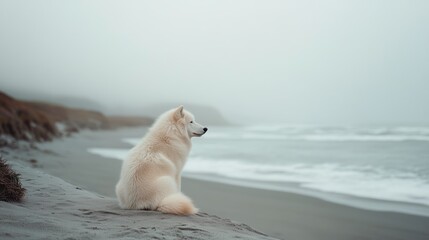 A fluffy white dog gazes thoughtfully at the misty ocean, embodying solitude and tranquility on a deserted beach.