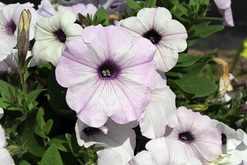 White petunia flowers on a plant in a garden