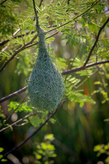 bird nest in the tree