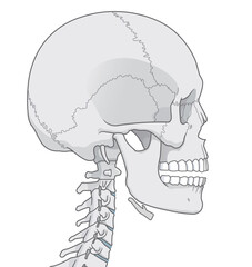 頭蓋骨のイラスト Skull illustration