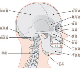 頭蓋骨のイラスト Skull illustration