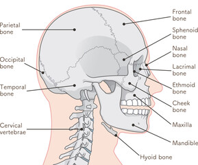 頭蓋骨のイラスト Skull illustration