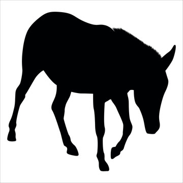 Animal Donkey Silhouette Vector illustration