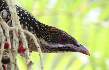Close up portrait of a female pacific koel bird in a palm tree