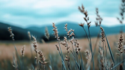 Fototapeta premium Tall grass silhouettes sway against a dreamy backdrop of mountains and sky, captured in a soft focus, highlighting nature's wild beauty.