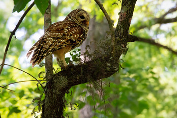 owl on branch in tree