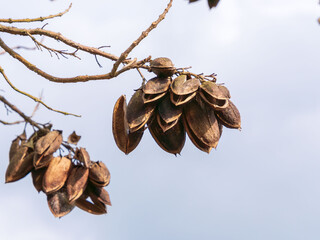  桐の木の種子の殻01