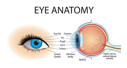 Anatomy of the eye with a structural diagram of the human optical system. Educational physiological and medical infographics with side and front views