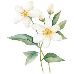 Obraz premium simple watercolor illustration of A jasmine