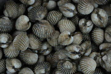 Fresh cockles for seafood background