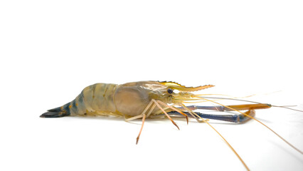 Fresh river prawns isolated on white background. Big freshwater prawns. River prawns for cooking.
