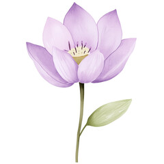 Fototapeta premium simple watercolor illustration of A lotus.