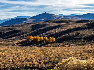 Autumn Trees in the high desert.