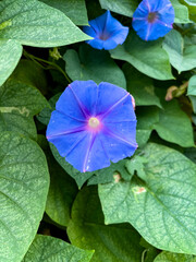 green leaf with water drops