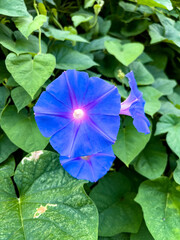 purple flower in the garden