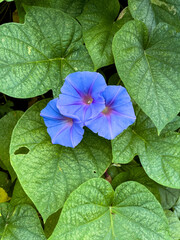 morning glory flower on leaves