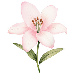 Fototapeta premium simple watercolor illustration of A pink lily.