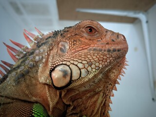 Obraz premium Photograpic close up iguana head at home