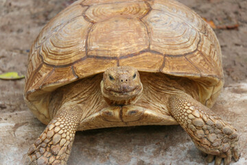 Giant Yellow-Footed Tortoise walking free on land. Big Turtles at the Zoo