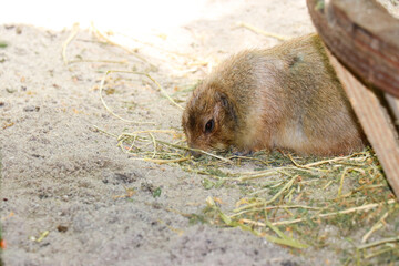 Single Prairie Dog in ZOO