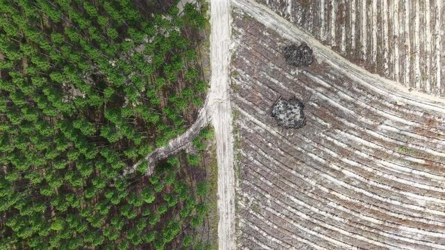 Aerial View of a Deforestation Boundary Between Cleared Land and Dense Green Forestry
