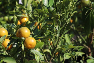 Oranges on the tree in the garden