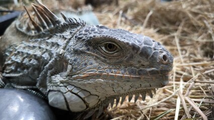 The lizards are kept in a glass tank.