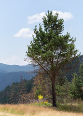 Fototapeta premium Rhodopes, are a mountain range in Southeastern Europe. Bulgaria. Panorama. The forest area covers the mountains.