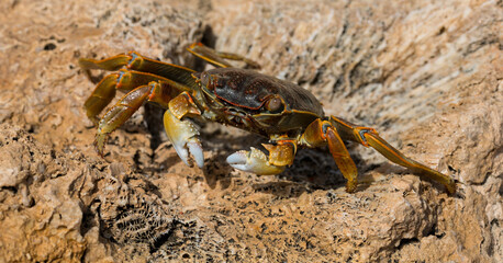 Grapsus albolineatus is a species of decapod crustacean in the family Grapsidae. Crab, on a reef rock. Fauna of the Sinai Peninsula.