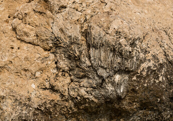 Fossil corals of the Red Sea. Ancient creatures, turned into stone. Reef corals.