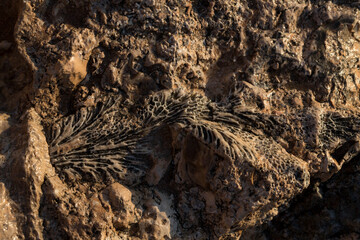 Fossil corals of the Red Sea. Ancient creatures, turned into stone. Reef corals.