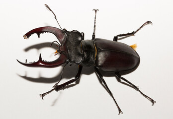 Lucanus cervus is the best-known species of stag beetle (family Lucanidae) in Western Europe....