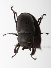 Lucanus cervus is the best-known species of stag beetle (family Lucanidae) in Western Europe. Imago, a female insect on, a white background.