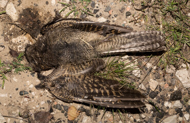The common cuckoo, European, Eurasian (Cuculus canorus) is a member of the cuckoo order of birds, Cuculiformes. Juvenile bird - female. Dead bird. Death from the car.