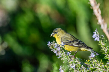 Lesser Goldfinch feeding on the top of rosemary bush