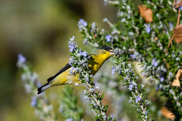 Lesser Goldfinch feeding on the top of rosemary bush
