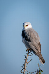 white-tailed kite perching on tree top