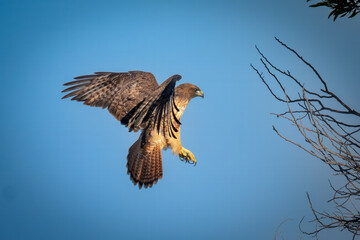 Obraz premium Red-shouldered hawk landing on a tree branch