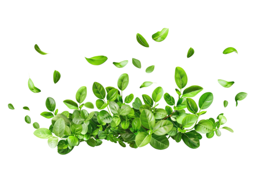Green boxwood leaves flying isolated on transparent background. high resolution PNG file