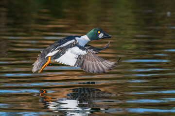 Common Goldeneye duck take off on the surface of a body of water