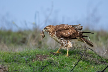 This image depicts a red-tailed hawk in the wild, perched on a grassy field while feeding on its prey, a small rodent. 