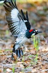 Acorn woodpecker taking off from the ground