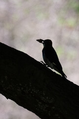 Silhouette of acorn woodpecker with acorn in the beak