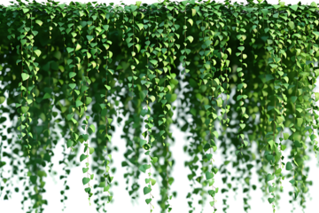 Green hanging ivy or hedera helix. Ivy curtain, green creeper vines. high resolution PNG file